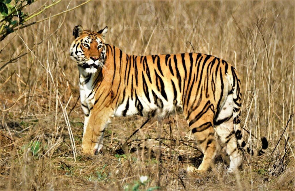 Big cat in Pench National Park posing